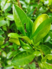 Baby praying mantis sitting on a green leaf 