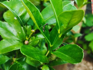 Baby praying mantis sitting on a green leaf 