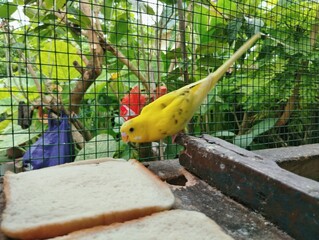 Budgie birds eating a bread