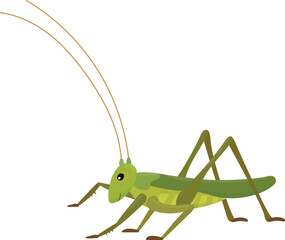Green locust cartoon vector illustration isolated on white background. Grasshopper character for kids.