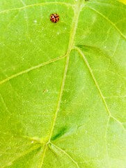 Ladybug sitting on a green leaf 