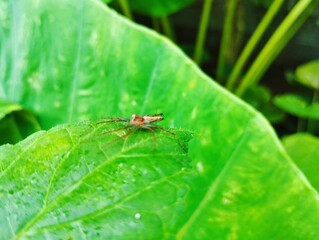 Spider sitting on a green leaf 