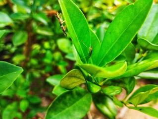 Fototapeta premium Baby praying mantis sitting on a green leaf 
