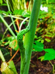 Wrinkle taro leaf