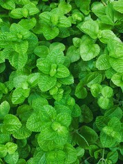 Fresh peppermint background, Plants that give off a cool and refreshing aroma.