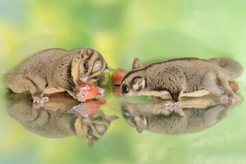 A pair of adult sugar gliders are eating a ripe peanut butter fruit that falls to the ground. This mammal has the scientific name Petaurus breviceps.