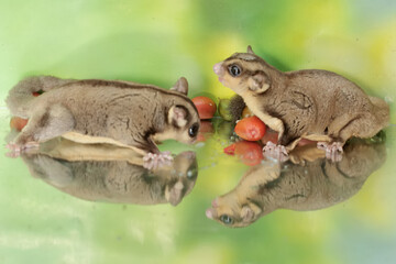 A pair of adult sugar gliders are eating a ripe peanut butter fruit that falls to the ground. This mammal has the scientific name Petaurus breviceps.