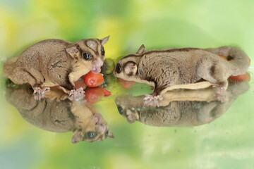 Obraz premium A pair of adult sugar gliders are eating a ripe peanut butter fruit that falls to the ground. This mammal has the scientific name Petaurus breviceps.