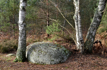 bouleau verruqueux, betula pendula, rochers, sentier Denecourt Colinet, Cabaret Masson, Forêt de Fontainebleau, region Ile de France, 77, Seine et Marne, France