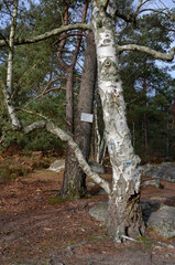 Fototapeta premium bouleau verruqueux, betula pendula, rochers, sentier Denecourt Colinet, Cabaret Masson, Forêt de Fontainebleau, region Ile de France, 77, Seine et Marne, France