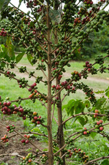 caféier d'Arabie, café, plantation, Coffea arabica, Tanzanie