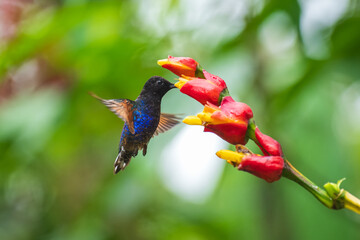 Velvet-purple Coronet (Boissonneaua jardini), fighting, in flight, 4K resolution, best Ecuador humminbirds 