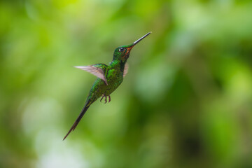 Fototapeta premium Green-crowned brilliant hummingbird (Heliodoxa jacula) in flight, photographed in Ecuador cloud forest.