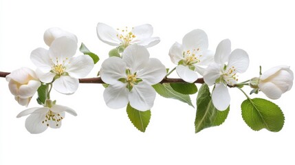 Obraz premium Apple blossoms on white