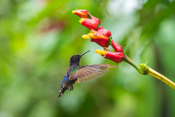 Velvet-purple Coronet (Boissonneaua jardini), fighting, in flight, 4K resolution, best Ecuador humminbirds 