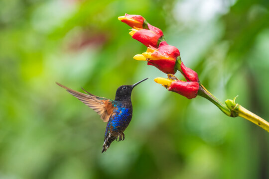 Velvet-purple Coronet (Boissonneaua jardini), fighting, in flight, 4K resolution, best Ecuador humminbirds 