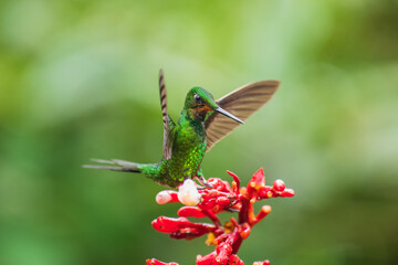 Green-crowned brilliant hummingbird (Heliodoxa jacula) in flight, photographed in Ecuador cloud forest.