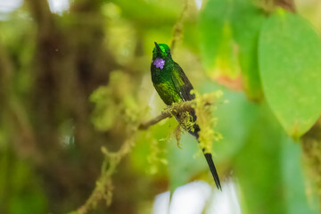 Empress Brilliant, Heliodoxa imperatrix in flight, Impressive hummingbird of Andean cloud forest in northwestern Ecuador and western Colombia.