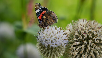 butterfly on a flower