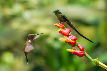 Brown inca (Coeligena wilsoni) in flight is a species of hummingbird found in forests between 1000 and 2800 m along the Pacific slope of the Andes from western Colombia to southern Ecuador. 4K 