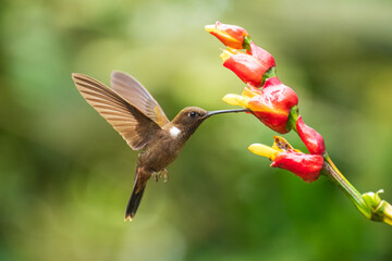 Brown inca (Coeligena wilsoni) in flight is a species of hummingbird found in forests between 1000 and 2800 m along the Pacific slope of the Andes from western Colombia to southern Ecuador. 4K  © Miroslav Srb