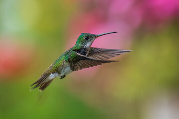 The Andean emerald (Uranomitra franciae), hummingbird, green and white bird found at forest edge, woodland, gardens and scrub in the Andes of Colombia, Ecuador.