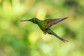 Empress Brilliant, Heliodoxa imperatrix in flight, Impressive hummingbird of Andean cloud forest in northwestern Ecuador and western Colombia.