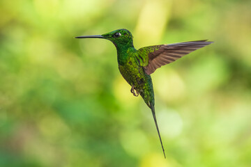 Fototapeta premium Empress Brilliant, Heliodoxa imperatrix in flight, Impressive hummingbird of Andean cloud forest in northwestern Ecuador and western Colombia.
