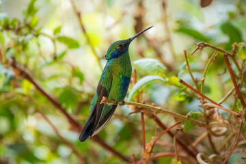 The lesser violetear (Colibri cyanotus), also known as the mountain violet-ear, is a medium-sized, metallic green hummingbird 