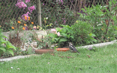 woodpecker , bird , garden , woods
OLYMPUS DIGITAL CAMERA