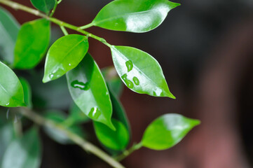 Ficus annulata Blume, Banyan Tree or MORACEAE and rain drop
