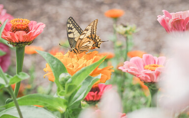 butterfly, flower, summer, nature, wings, garden, 
OLYMPUS DIGITAL CAMERA