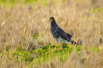 Carunculated caracara (Phalcoboenus carunculatus) in a field, in the park around Antisana national park Ecuador