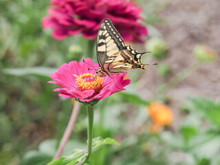Naklejka premium butterfly, flower, summer, nature, wings, garden, 