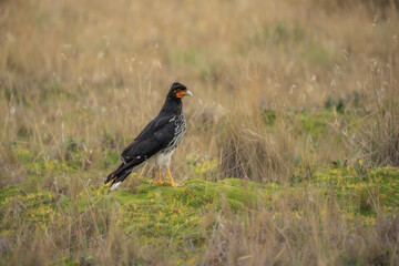 Carunculated caracara (Phalcoboenus carunculatus) in a field, in the park around Antisana national park Ecuador