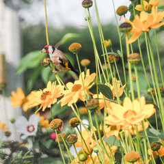 szczygieł  , ptak , czerwony,  OLYMPUS DIGITAL CAMERA © Iwona