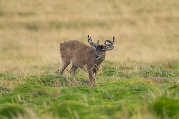 Andean White-tailed Deer on a paramo meadow in Antisana Volcano Ecological Reserve in Ecuadorian Andes