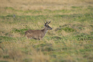 Andean White-tailed Deer on a paramo meadow in Antisana Volcano Ecological Reserve in Ecuadorian Andes