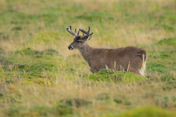 Andean White-tailed Deer on a paramo meadow in Antisana Volcano Ecological Reserve in Ecuadorian Andes