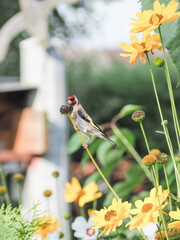 szczygieł  , ptak , czerwony,  OLYMPUS DIGITAL CAMERA © Iwona