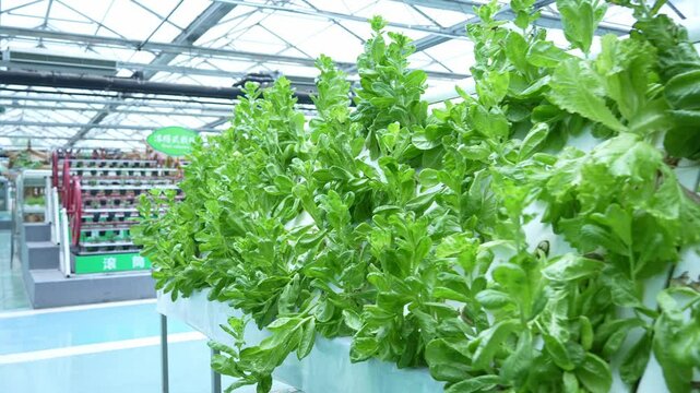 soilless cuture in vegetable greenhouse