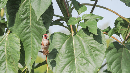 szczygieł  , ptak , czerwony,  OLYMPUS DIGITAL CAMERA © Iwona