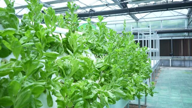 soilless cuture in vegetable greenhouse