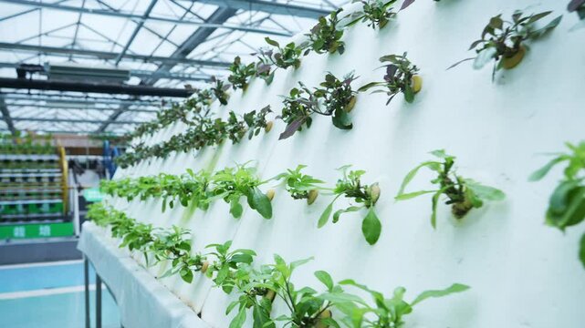 soilless cuture in vegetable greenhouse