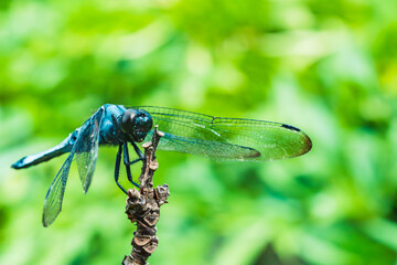 枝に止まり休むオオシオカラトンボ