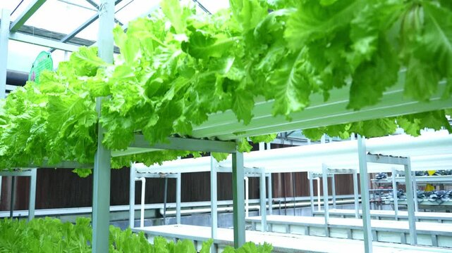 soilless cuture in vegetable greenhouse