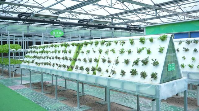 soilless cuture in vegetable greenhouse