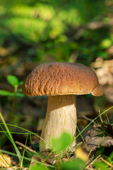 Close up to porcini mushroom in autumn forest. White forest mushroom.