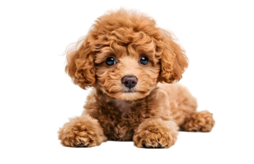 Cute little poodle sitting isolated on transparent background