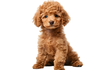 Cute little poodle sitting isolated on transparent background